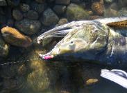 CHum Salmon