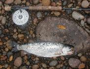 Cutthroat Trout caught in the Queen Charolotte Islands